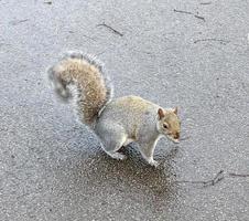 grey squirrel on tarmac photo