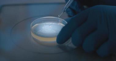 científico que realiza un trabajo de investigación con una muestra de placa de Petri, con guantes de laboratorio. video