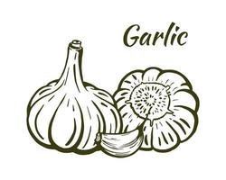 Garlic still life sketch, hand-drawn. Heads of garlic and one clove. Illustration isolated on white background. Vector. vector