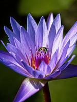 Bee on Water Lily photo