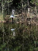 Bird House Over Water in the Woods 1 photo