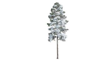 3D trees on a white background photo