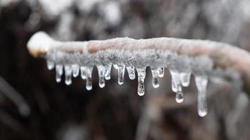 ice icicles hang from a branch in cold weather frosts photo