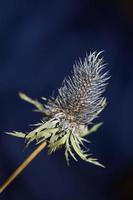 Wild dried flower close up eryngium alpinum family apiaceae background modern high quality prints photo