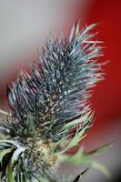 Wild dried flower close up eryngium alpinum family apiaceae background modern high quality prints photo