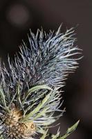 Wild dried flower close up eryngium alpinum family apiaceae background modern high quality prints photo