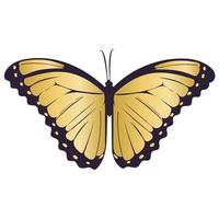 hermosa mariposa dorada simétrica aislado ilustración vectorial vector