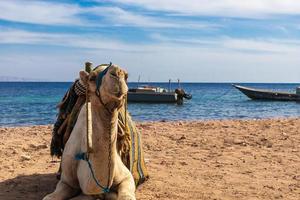 the camel on the beach