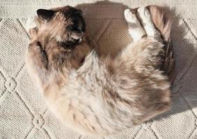 top view of a fluffy cat sleeping on a rug under sun light. pet friends photo