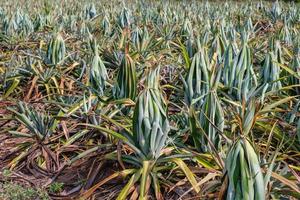 Pineapples in a pineapple field near harvest. photo