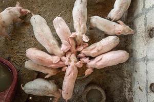 los lechones se apresuran a comer comida en una granja de cerdos. foto