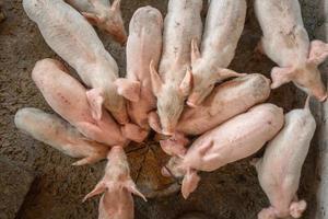 los lechones se apresuran a comer comida en una granja de cerdos. foto