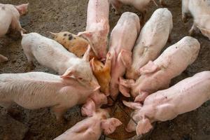 los lechones se apresuran a comer comida en una granja de cerdos. foto