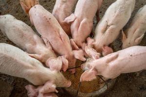 los lechones se apresuran a comer comida en una granja de cerdos. foto