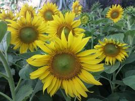 many sunflowers green leaves nature clipart green leaves photo