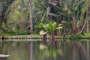 Lago Frei Leandro en el jardín botánico de Río de Janeiro Brasil