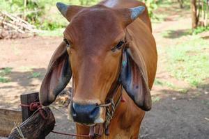 Brown cows on a rural farm photo