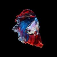 Close up art movement of Betta fish or Siamese fighting fish isolated on black background photo