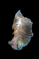 Close up art movement of Betta fish or Siamese fighting fish isolated on black background photo