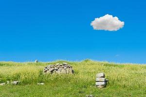 Beautiful nature green field with clear sky and single cloud in summer season photo