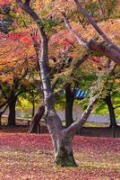 Beautiful nature colourful tree leaves in Japanese zen garden in autumn season at Kyoto,Japan.