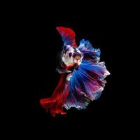 Close up art movement of Betta fish or Siamese fighting fish isolated on black background.Fine art design concept. photo