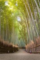bosque de bambú de la hermosa naturaleza en la temporada de otoño en arashiyama en kyoto, japón.