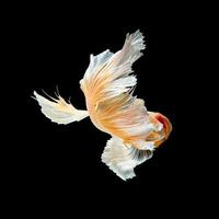 Close up art movement of Betta fish,Siamese fighting fish isolated on black background.Fine art design concept. photo