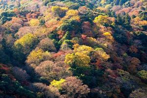 Beautiful nature colourful tree leaves on mountain at Arashiyama in autumn season in Kyoto, Japan. Arashiyama is a one of attraction landmark for tourist in Kyoto, Japan.