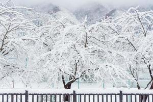 Caída de nieve blanca fresca en el parque público en la temporada de invierno en Kawaguchiko, Japón