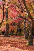 hermosa naturaleza hojas de árboles de colores en el jardín zen japonés en la temporada de otoño en kyoto, japón. foto