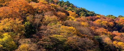 Beautiful nature colourful tree leaves on mountain at Arashiyama in autumn season in Kyoto, Japan. Arashiyama is a one of attraction landmark for tourist in Kyoto, Japan.