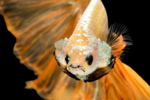 Close up art movement of Betta fish,Siamese fighting fish isolated on black background.Fine art design concept. photo