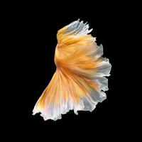 Close up art movement of Betta fish,Siamese fighting fish isolated on black background.Fine art design concept. photo