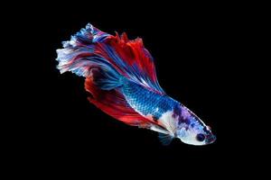 Close up art movement of Betta fish or Siamese fighting fish isolated on black background photo