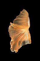 Close up art movement of Betta fish,Siamese fighting fish isolated on black background.Fine art design concept. photo