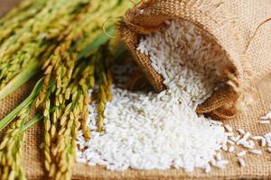 Jasmine white rice on sack and harvested yellow rip rice paddy, harvest rice and food grains cooking concept photo