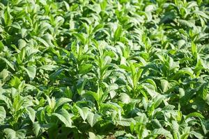 Planta de hoja de tabaco que crece en la agricultura agrícola en Asia y plantación de hojas de tabaco verde joven en el fondo del campo de tabaco foto