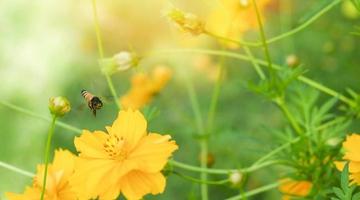 bee flying on the yellow flower on nature spring and green background photo