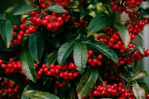 Red fruits of ardisia crenata or coral berrie in Japanese winter - Christmas berry