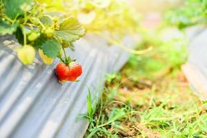 strawberries fruit growing in the strawberry field with green leaf in the garden - plant tree strawberries farm agriculture concept photo