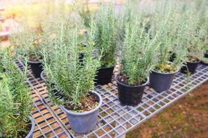 Rosemary plant growing in the garden for extracts essential oil - Fresh rosemary nature herbs in the nursery greenhouse background