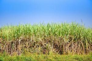 Granja de plantas de caña de azúcar en la agricultura de plantación de campo verde asiático - campo de caña de azúcar con fondo de cielo azul foto