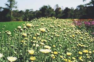 Chrysanthemum flower with leaf on green natural summer background - Yellow flower bloom on field plant photo