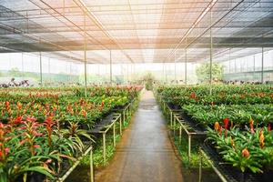 Bromeliad flower and Orchid nursery farm ornamental and flower green plant growing and hanging in the garden greenhouse under roof photo
