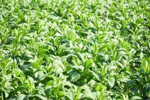 Plantación de hojas de tabaco verde joven en el fondo del campo de tabaco - Planta de hoja de tabaco que crece en la agricultura agrícola en Asia foto