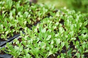 planting vegetables lettuce leaf on soil in the garden nursery - green young plant growing gardening plantation agriculture concept photo