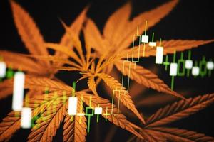 Business marijuana cannabis leaves with stock graph charts on the stock market exchange or trading analysis investment - Commercial cannabis medicine money higher value concept photo