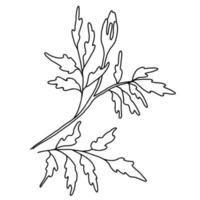 Beautiful flower Tagetes. Vector illustration.Linear doodle element for design and decor.
