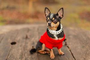 Animal, dog mini Chihuahua breed. Pet on a walk in nature. photo